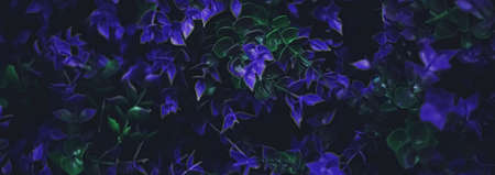 Exotic purple flowers and leaves at night as nature backgroundの写真素材