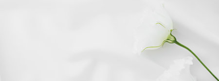 White rose flowers on silk fabric as bridal flatlay background, wedding invitation and holiday...
