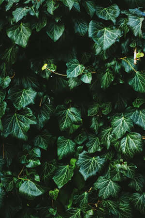 Green shrub wall as plant texture, nature background and botanical designの写真素材