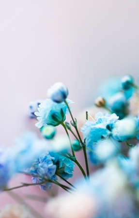 Flowers in garden, floral beauty and botanical background for wedding invitation and greeting card, nature and environment conceptの写真素材