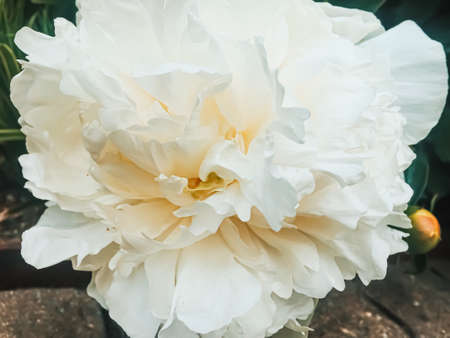 Beautiful peony flower in Swiss garden, nature of Switzerlandの写真素材