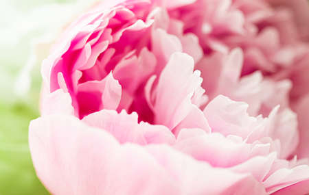 Peony flower in a garden, floral beauty and botanical background for wedding invitation and greeting card, nature and environment conceptの写真素材