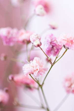 Flowers in garden, floral beauty and botanical background for wedding invitation and greeting card, nature and environment conceptの写真素材