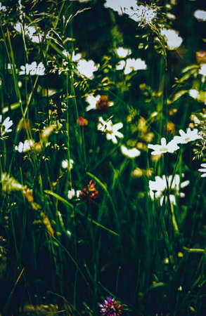 Daisy meadow in summer, green grass and blooming flowers, chamomile field as spring nature and...
