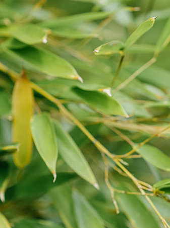 Bamboo background, fresh leaves on tree as nature, ecology and environment concept