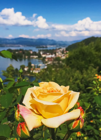 Beautiful rose flower in Swiss garden, lake, mountains and blue sky in Wollerau on background, nature of Switzerlandの写真素材