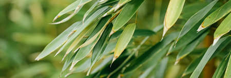 Bamboo background, fresh leaves on tree as nature, ecology and environment concept