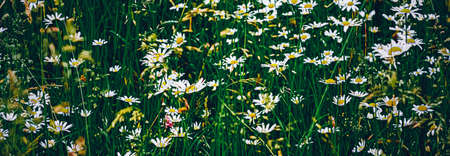Daisy meadow in summer, green grass and blooming flowers, chamomile field as spring nature and floral background, botanical garden and eco environmentの写真素材