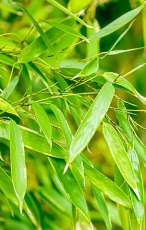 Green bamboo background, fresh leaves on tree as nature, ecology and environment conceptの写真素材