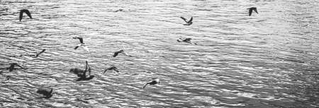 Birds over lake Zurich in Switzerland, nature and environmentの写真素材