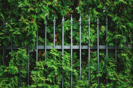 Green plant wall and fence as plant texture, nature background and botanical designの写真素材