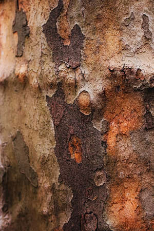 Natural wood, tree texture as wooden background, environment and natureの写真素材