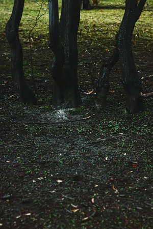 Tree trunks in dark woods, forest and natureの写真素材