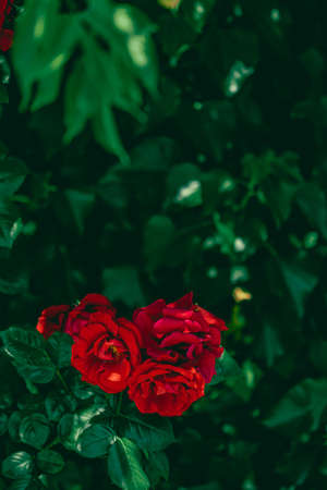 Red roses in beautiful flower garden as floral backgroundの写真素材