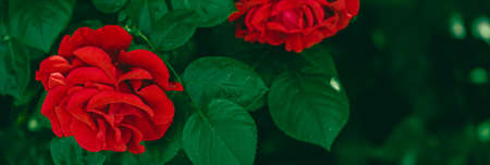 Red roses in beautiful flower garden as floral backgroundの写真素材