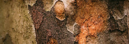 Natural wood, tree texture as wooden background, environment and natureの写真素材