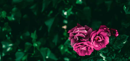Blooming roses in beautiful flower garden as floral backgroundの写真素材