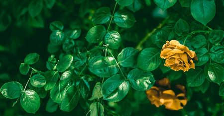 Blooming roses in beautiful flower garden as floral background