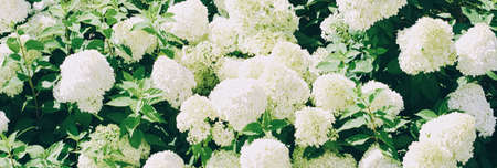 Vintage floral background, blooming hydrangea flowers in summer garden, wedding invitation design...