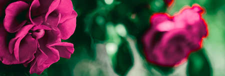 Blooming roses in beautiful flower garden as floral backgroundの写真素材