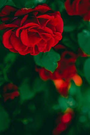 Red roses in beautiful flower garden as floral backgroundの写真素材