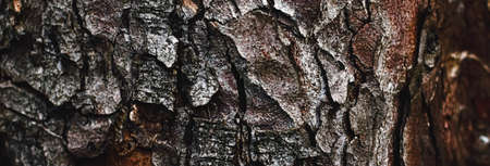 Natural wood, tree texture as wooden background, environment and nature