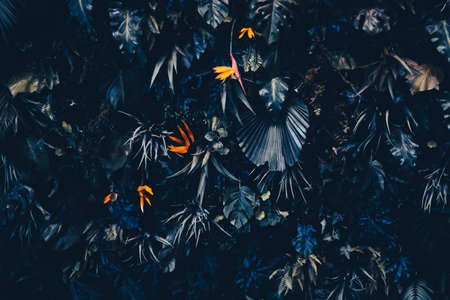 Tropical leaves as nature and environmental background, botanical garden and floral backdrop, plant...
