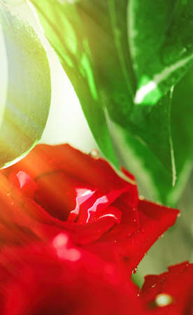 Bouquet of red roses as floral holiday gift, beautiful fresh garden flowers as home decorの写真素材