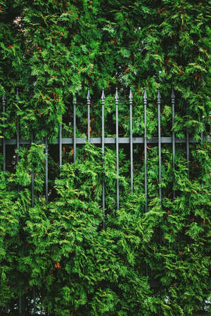 Green plant wall and fence as plant texture, nature background and botanical design
