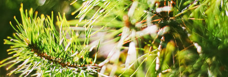 Spruce tree branches as abstract nature background and natural environment