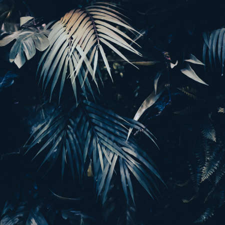 Tropical leaves as nature and environmental background, botanical garden and floral backdrop, plant...