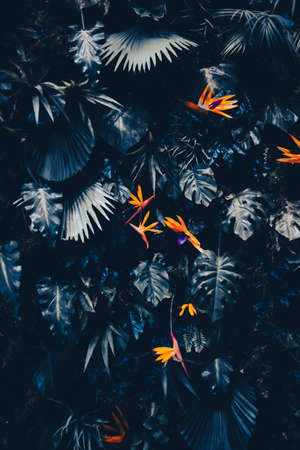 Tropical leaves as nature and environmental background, botanical garden and floral backdrop, plant growth and landscape designの写真素材