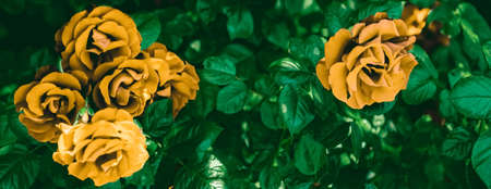 Blooming roses in beautiful flower garden as floral backgroundの写真素材