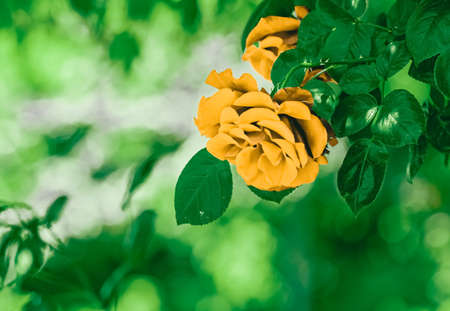 Blooming roses in beautiful flower garden as floral background