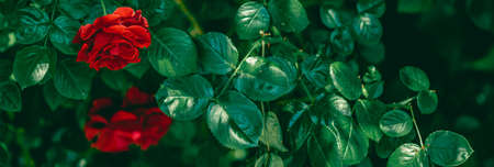 Red roses in beautiful flower garden as floral backgroundの写真素材