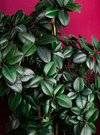 Tropical leaves as nature and environmental background, botanical garden and floral backdrop, plant growth and landscape designの写真素材