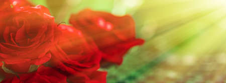 Bouquet of red roses as floral holiday gift, beautiful fresh garden flowers as home decorの写真素材