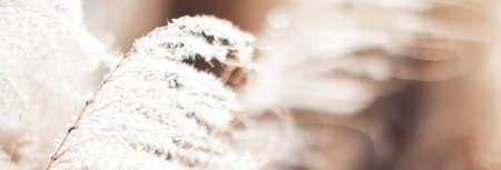 Nature background in early spring or autumn, cold weather in botanical gardenの写真素材