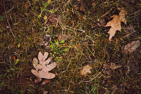 Dry leaves on the ground in autumn, cold weather and fall seasonの写真素材