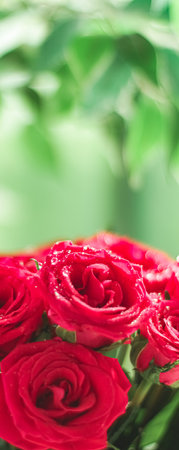 Bouquet of red roses as floral holiday gift, beautiful fresh garden flowers as home decorの写真素材