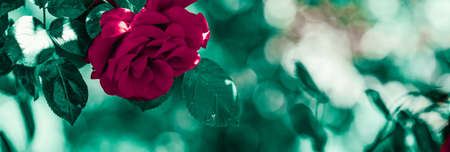 Blooming roses in beautiful flower garden as floral backgroundの写真素材