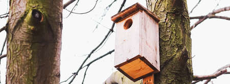 Birdhouse on the tree in early spring or autumn, birds and natureの写真素材