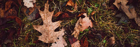 Dry leaves on the ground in autumn, cold weather and fall seasonの写真素材