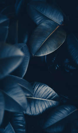 Tropical leaves as nature and environmental background, botanical garden and floral backdrop, plant growth and landscape designの写真素材