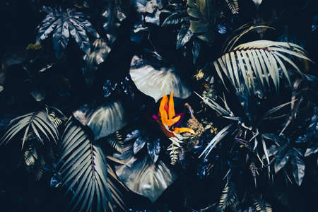 Tropical leaves as nature and environmental background, botanical garden and floral backdrop, plant growth and landscape designの写真素材
