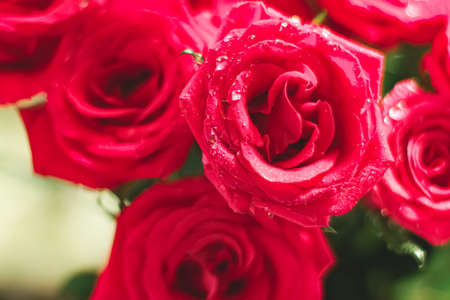 Bouquet of red roses as floral holiday gift, beautiful fresh garden flowers as home decorの写真素材
