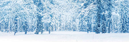 Winter wonderland and Christmas landscape. Snowy forest, trees covered with snow as holiday...