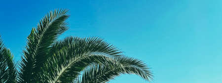 Summer holiday and tropical nature concept. Palm tree and blue sky in summertimeの写真素材