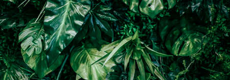 Tropical leaves as nature and environmental background, botanical garden and floral backdrop, plant growth and landscape designの写真素材