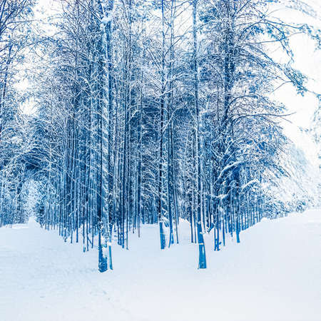 Winter wonderland and Christmas landscape. Snowy forest, trees covered with snow as holiday backgroundの写真素材
